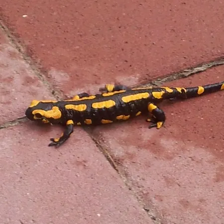 Frauenpension Arleta - Women Only جوسلار